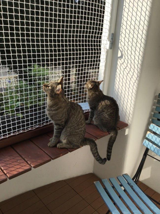 Pet and cat safety netting