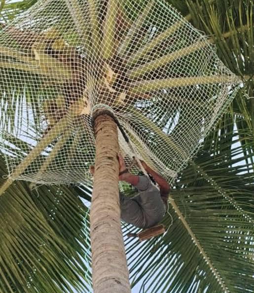Worker installing protective netting around a coconut tree