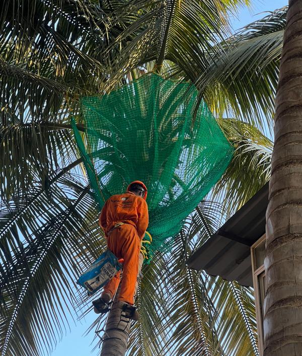 Coconut tree protective netting installation