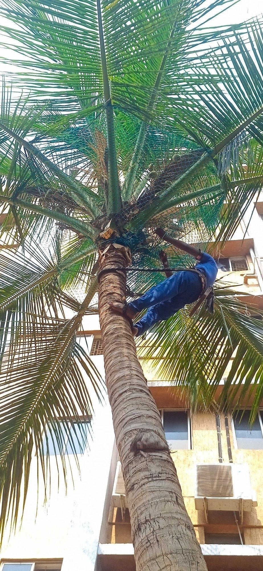Coconut tree netting work from below