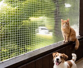 Dog and cat protected by pet safety netting